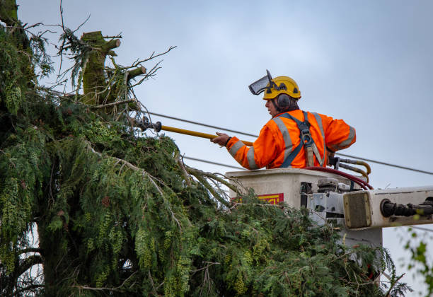 Best Hazardous Tree Removal  in USA